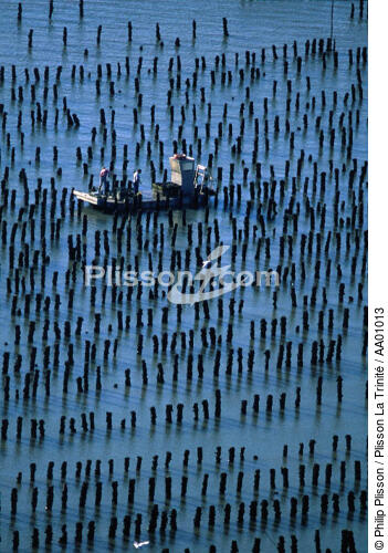 Parcs à moules à bouchots. - © Philip Plisson / Plisson La Trinité / AA01013 - Photo Galleries - Shellfish farming