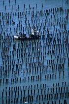 Parcs à moules à bouchots. © Philip Plisson / Plisson La Trinité / AA01013 - Nos reportages photos - Activité maritime