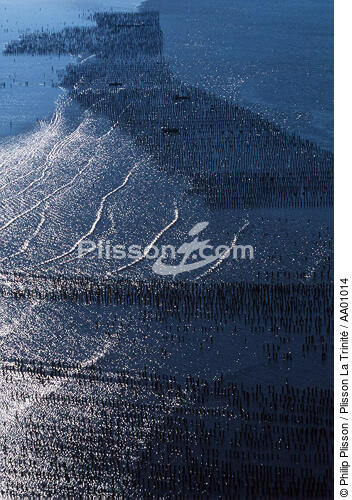 Parcs à moules à bouchots dans la vilaine. - © Philip Plisson / Plisson La Trinité / AA01014 - Nos reportages photos - Conchyliculture