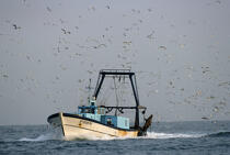 Petite pêche. © Philip Plisson / Plisson La Trinité / AA01032 - Nos reportages photos - Oiseau marin