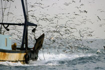 Marée d'oiseaux près d'un bateau de pêche. © Philip Plisson / Plisson La Trinité / AA01033 - Photo Galleries - Seagull