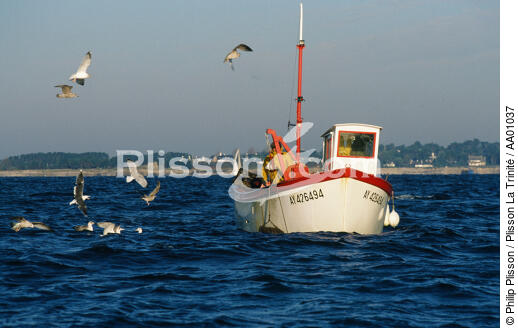 Oiseaux marins autour d'un caseyeur . - © Philip Plisson / Plisson La Trinité / AA01037 - Photo Galleries - Fishing
