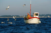 Oiseaux marins autour d'un caseyeur . © Philip Plisson / Plisson La Trinité / AA01037 - Photo Galleries - Fishing vessel