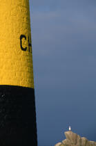 Mouette près d'une balise. © Philip Plisson / Plisson La Trinité / AA01101 - Photo Galleries - Maritime Signals