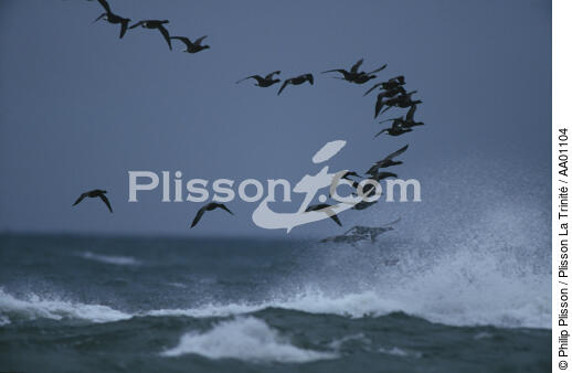 Bernaches au dessus des vagues. - © Philip Plisson / Plisson La Trinité / AA01104 - Photo Galleries - Rough weather