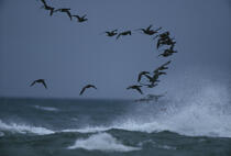 Bernaches au dessus des vagues. © Philip Plisson / Plisson La Trinité / AA01104 - Photo Galleries - Stormy sky