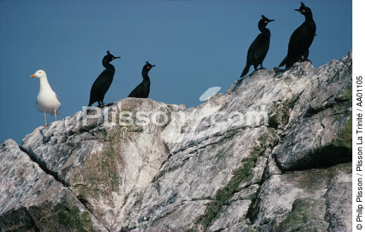 Goëland et cormorans sur les Sept îles. - © Philip Plisson / Plisson La Trinité / AA01105 - Nos reportages photos - Ile [22]