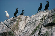 Goëland et cormorans sur les Sept îles. © Philip Plisson / Plisson La Trinité / AA01105 - Nos reportages photos - Côte de granit rose