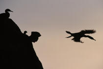 Cormorans en vol, en contre-jour. © Philip Plisson / Plisson La Trinité / AA01106 - Nos reportages photos - Faune