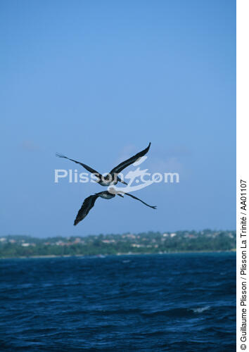 Pélicans en plein vol aux Antilles. - © Guillaume Plisson / Plisson La Trinité / AA01107 - Photo Galleries - Sky