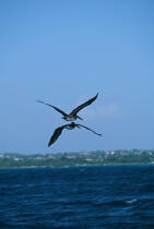 Pélicans en plein vol aux Antilles. © Guillaume Plisson / Plisson La Trinité / AA01107 - Nos reportages photos - Guillaume Plisson