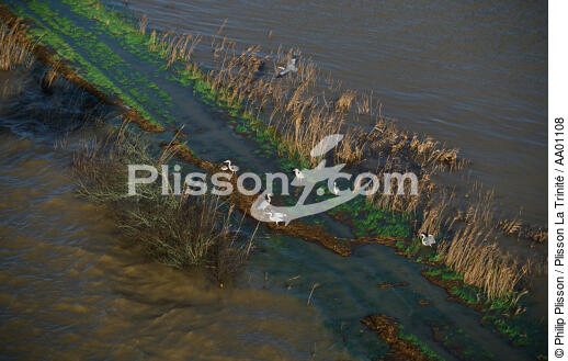 Hérons au bord du canal de Redon. - © Philip Plisson / Plisson La Trinité / AA01108 - Photo Galleries - River [56]