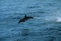 Un dauphin "jaillit" hors de l'eau. © Philip Plisson / Plisson La Trinité / AA01109 - Nos reportages photos - Faune