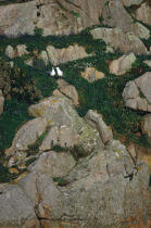 Goëlands dans une falaise. © Philip Plisson / Plisson La Trinité / AA01110 - Photo Galleries - Geomorphology