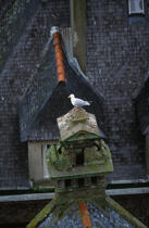 Mouette sur une cheminée de Saint-Malo © Philip Plisson / Plisson La Trinité / AA01111 - Nos reportages photos - Site [35]