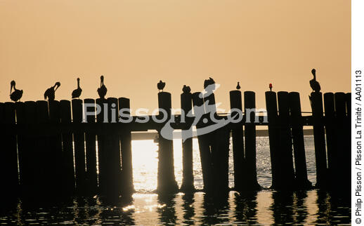 Pélicans en contre-jour, USA. - © Philip Plisson / Plisson La Trinité / AA01113 - Nos reportages photos - Etats-Unis