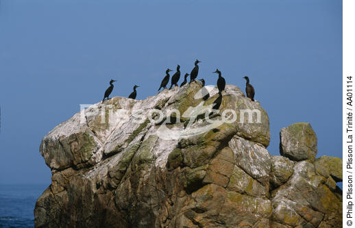 cormorans sur un rocher aux Sept îles. - © Philip Plisson / Plisson La Trinité / AA01114 - Nos reportages photos - Sept Iles [Les]
