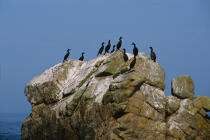 cormorans sur un rocher aux Sept îles. © Philip Plisson / Plisson La Trinité / AA01114 - Photo Galleries - Geomorphology