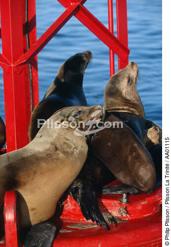 Pose bronzage pour ces phoques dans la baie de San Diego. - © Philip Plisson / Plisson La Trinité / AA01115 - Nos reportages photos - Signalisation maritime