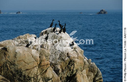 Aux Sept îles, Cormorans sur un rocher. - © Philip Plisson / Plisson La Trinité / AA01116 - Photo Galleries - Island [22]