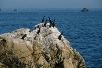 Aux Sept îles, Cormorans sur un rocher. © Philip Plisson / Plisson La Trinité / AA01116 - Nos reportages photos - Oiseau marin
