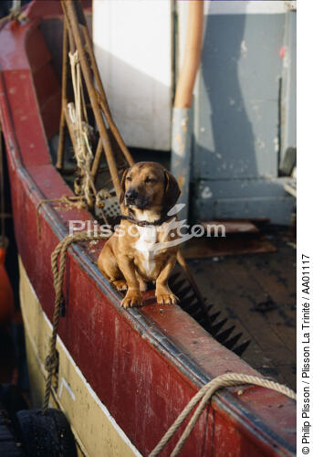 Chien sur le rebord d'un bateau de pêche. - © Philip Plisson / Plisson La Trinité / AA01117 - Nos reportages photos - Chien