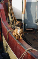Chien sur le rebord d'un bateau de pêche. © Philip Plisson / Plisson La Trinité / AA01117 - Nos reportages photos - Animal domestique