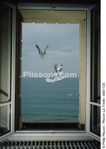 Mouettes. - © Philip Plisson / Plisson La Trinité / AA01123 - Photo Galleries - Details