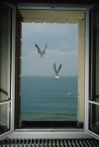 Mouettes. © Philip Plisson / Plisson La Trinité / AA01123 - Nos reportages photos - Oiseau marin