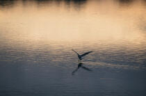 Mouette sur la rivière d'Etel. © Guillaume Plisson / Plisson La Trinité / AA01126 - Nos reportages photos - Oiseau marin