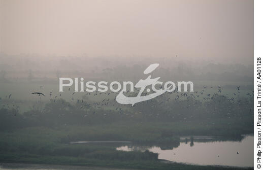 Mouettes au dessus de la Loire. - © Philip Plisson / Plisson La Trinité / AA01128 - Nos reportages photos - Fleuve