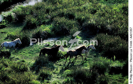 Chevaux dans le Parc Naturel de Grande Brière. - © Philip Plisson / Plisson La Trinité / AA01357 - Nos reportages photos - Parc Naturel de Grande Brière