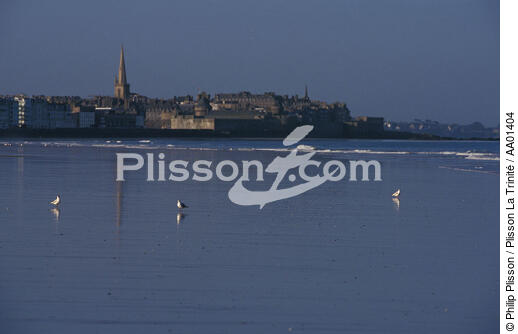 Mouette sur une plage de saint-Malo. - © Philip Plisson / Plisson La Trinité / AA01404 - Photo Galleries - Town [35]