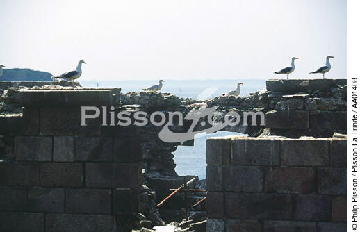 Mouettes sur le fort de La Conchée. - © Philip Plisson / Plisson La Trinité / AA01408 - Nos reportages photos - Côte d'Emeraude [la]