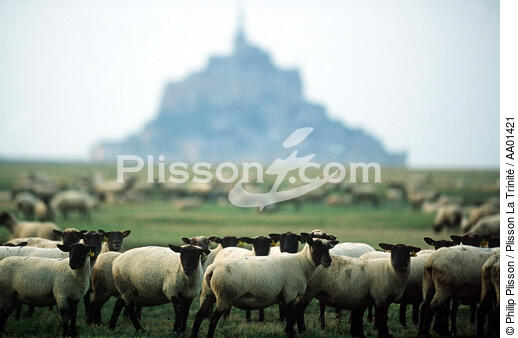 Mont-Saint-Michel en arrière plan de moutons. - © Philip Plisson / Plisson La Trinité / AA01421 - Nos reportages photos - Monument religieux