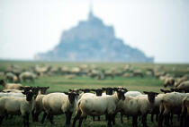 Mont-Saint-Michel en arrière plan de moutons. © Philip Plisson / Plisson La Trinité / AA01421 - Photo Galleries - Geomorphology