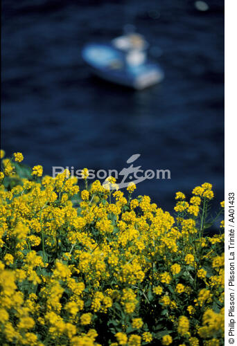 Fleurs au Cap Sizun. - © Philip Plisson / Plisson La Trinité / AA01433 - Nos reportages photos - Flore