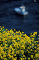 Fleurs au Cap Sizun. © Philip Plisson / Plisson La Trinité / AA01433 - Photo Galleries - Site of Interest [29]