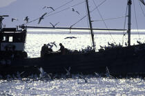 Pêche côtière en Ecosse. © Philip Plisson / Plisson La Trinité / AA01481 - Nos reportages photos - Pays étranger