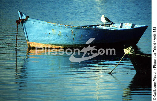 Mouette sur un canot de pêche. - © Guillaume Plisson / Plisson La Trinité / AA01553 - Photo Galleries - Small boat