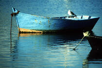 Mouette sur un canot de pêche. © Guillaume Plisson / Plisson La Trinité / AA01553 - Photo Galleries - River [56]