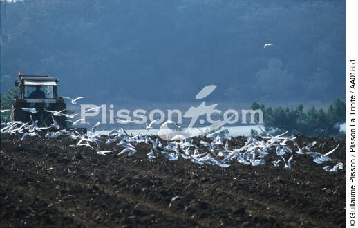 Mouettes dans un champ à Etel. - © Guillaume Plisson / Plisson La Trinité / AA01851 - Nos reportages photos - Tracteur