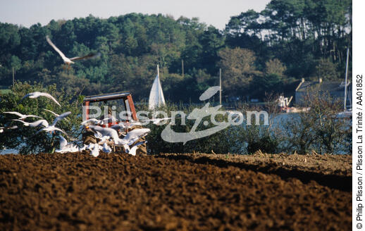 Un champ d'Etel. - © Philip Plisson / Plisson La Trinité / AA01852 - Nos reportages photos - Champ
