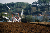 Un champ d'Etel. © Philip Plisson / Plisson La Trinité / AA01852 - Nos reportages photos - Faune