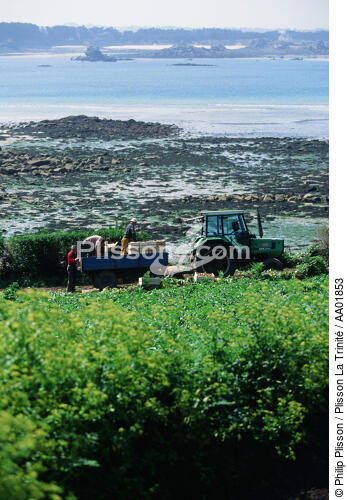 Agriculteurs et leur tracteur sur fond de marée basse. - © Philip Plisson / Plisson La Trinité / AA01853 - Photo Galleries - Tractor