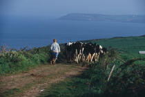 Agricultrice et ses vaches au Cap Sizun. © Philip Plisson / Plisson La Trinité / AA01858 - Photo Galleries - Finistère
