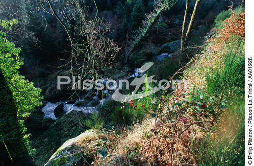 Petite rivière dans la Forêt du Huelgoat. - © Philip Plisson / Plisson La Trinité / AA01928 - Photo Galleries - Finistère