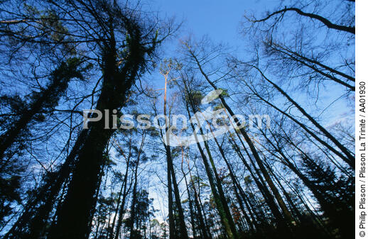 Arbres de la forêt du Huelgoat. - © Philip Plisson / Plisson La Trinité / AA01930 - Photo Galleries - Tree