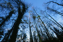 Arbres de la forêt du Huelgoat. © Philip Plisson / Plisson La Trinité / AA01930 - Photo Galleries - Site of Interest [29]
