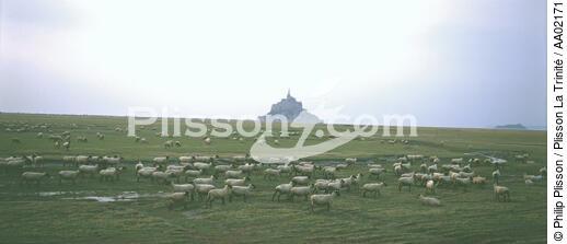 Moutons devant le Mont-Saint-Michel. - © Philip Plisson / Plisson La Trinité / AA02171 - Photo Galleries - Pasture